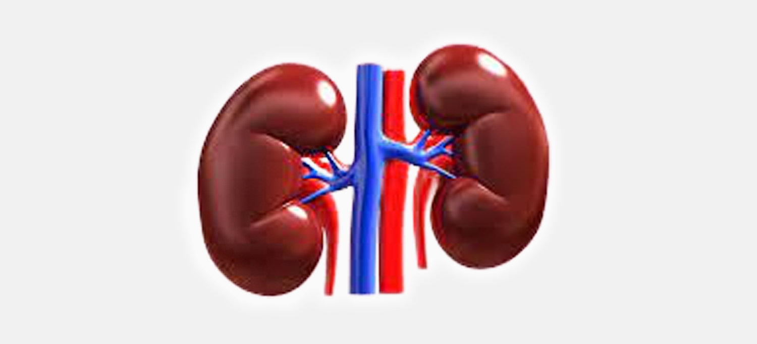 kidney